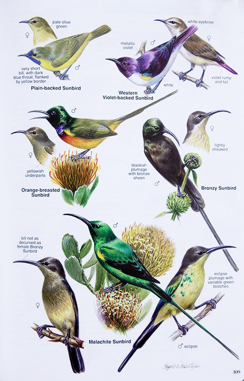Additional Artwork like the female sunbird heads