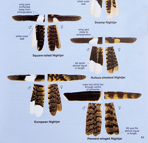Nightjar Identificatio