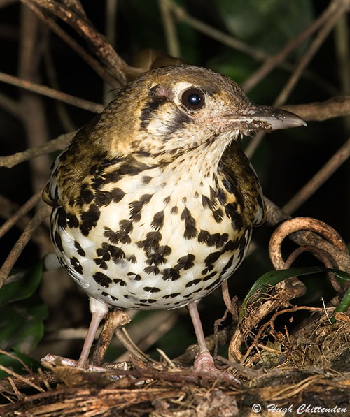 Spotted Ground-Thrush