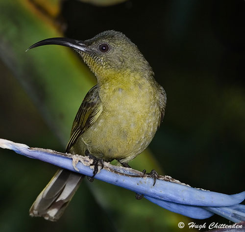 Olive Sunbird Cyanomitra olivacea