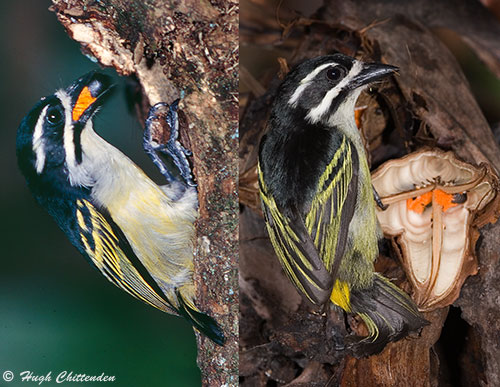 Yellow-rumped Tinkerbird