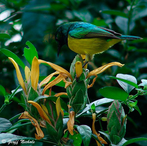 Collared Sunbird in search of nectar