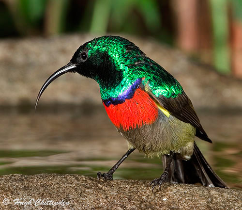 Southern Double-collared Sunbird