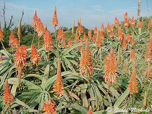the pink form of Krantz Aloe