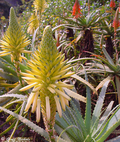 There are a number of colour forms to the flowers ranging from dark pink through to dark orange with even a pale yellow form. 