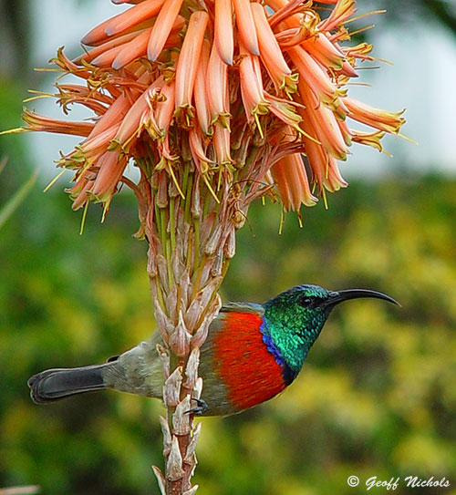Sunbirds and bees are attracted to the Krantz Aloes