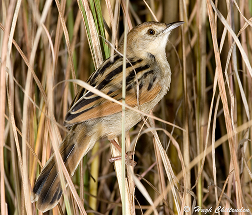 Luapula cisticola
