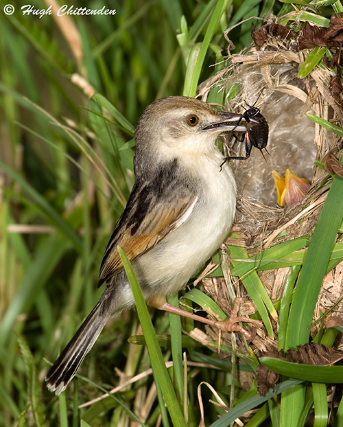 Rufous-winged Cisticola