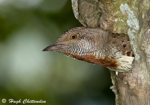 Looking out of a nest hole 