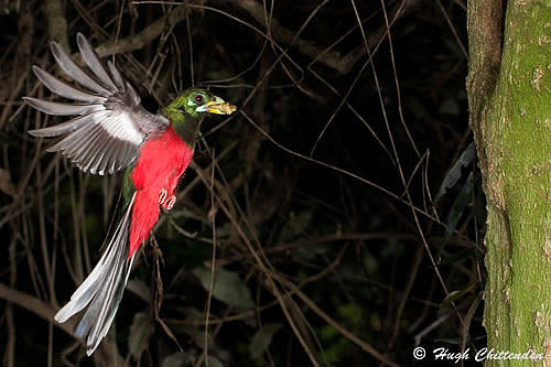 Narina Trogon male in flight