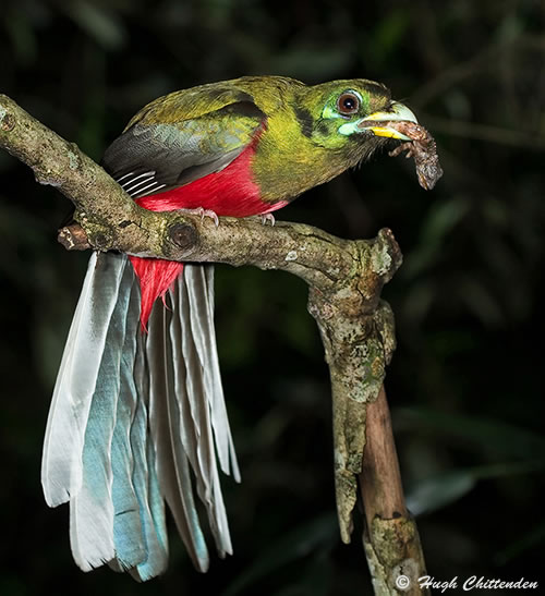 narina Trogon with chameleon prey (male)