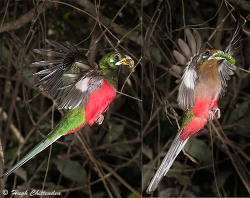 Narina Trogon in Flight delivering food