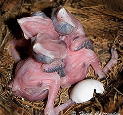 Young unfeathered Chicks day 2