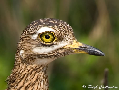 Spotted Thick-knee