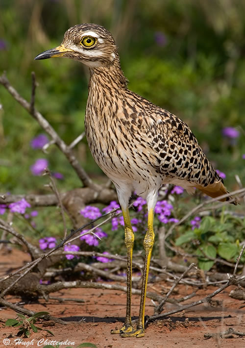 Spotted Thick-knee