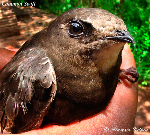 European Swift
