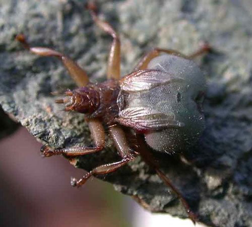 The host specific blood-feeding Flat Fly Crataerina pallida