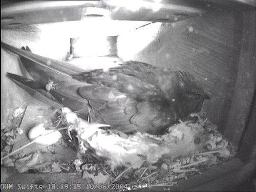 Brooding swift showing a parasitic flat fly crawling over the wings