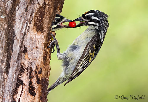 Yellow-fronted Tinkerbird feeding a nestling with mistletoe fruit