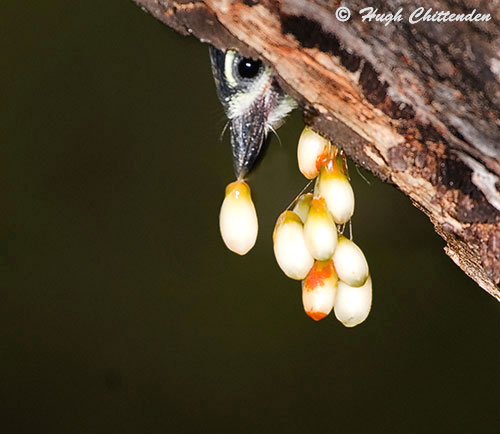 chicks regurgitate the seeds of mistletoe fruit