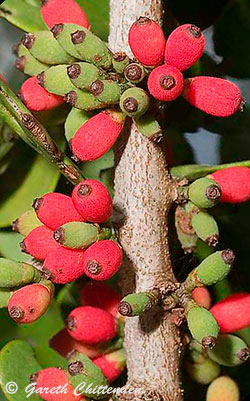 Plicosepalus kalachariensis