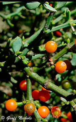 Viscum rotundifolium