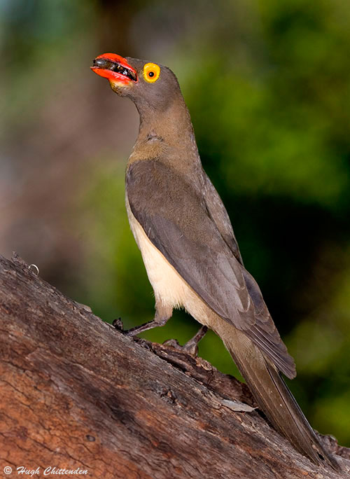 Red-billed Oxpecker