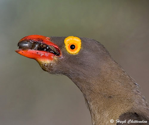 Red-billed Oxpecker