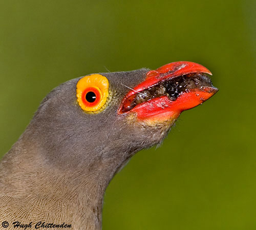 Red-billed Oxpecker