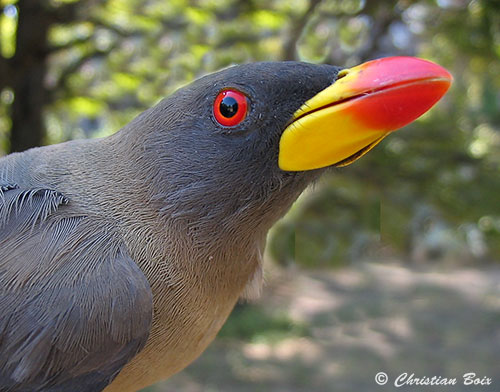 Yellow-billed Oxpecker