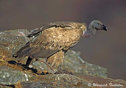 Adult Cape Vulture