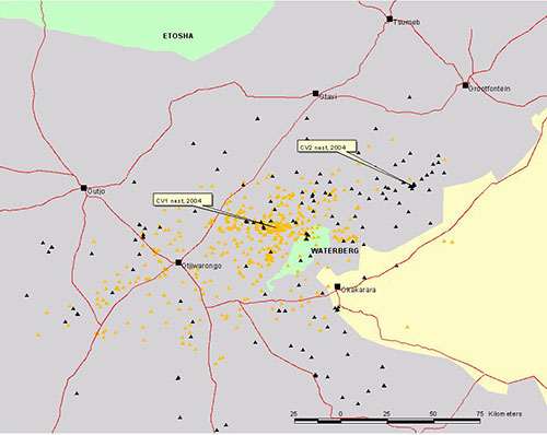 Cape Vultures 1 and 2