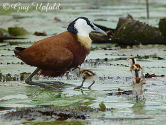 chicks being called tother to be carried
