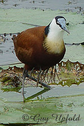 three chicks being carried