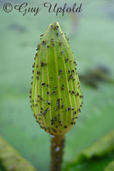 Aphids on lilly bud
