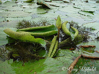 young lilly leaves pulled together