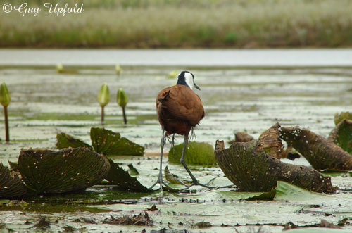 Male Jacana carrying chicks