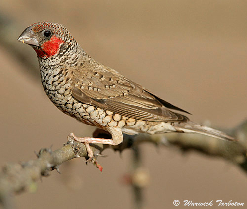 hybrid Cut-throat x Red-headed Finch
