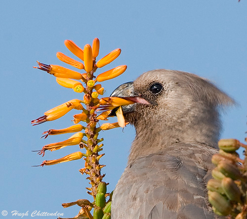 Grey Go-away-bird feeding on Aloe marlothii