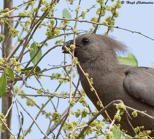 Grey Go-away-bird feeding on Gymnosporia