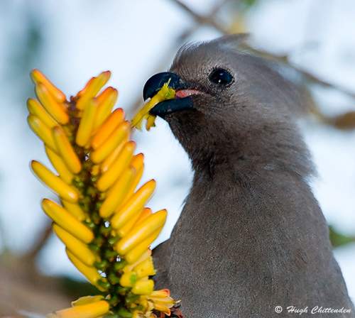 Grey Go-away-bird feeding on Aloe petals