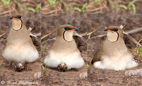 adult settles down to incubate a single egg