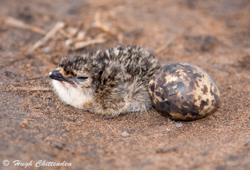 Collared Pratincole chick and egg