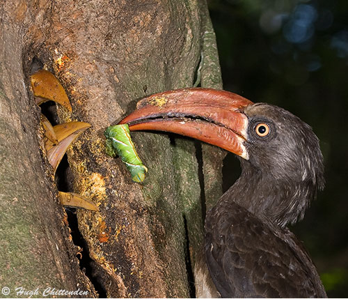 Male crowned Hornbill feeding well developed chicks
