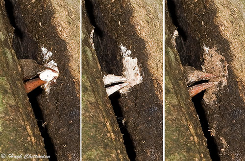 Crowned Hornbill plastering nest