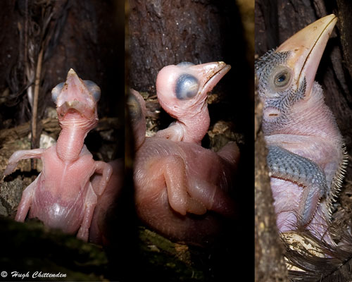 Crowned Hornbill chicks