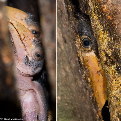 Crowned Horbill Chicks