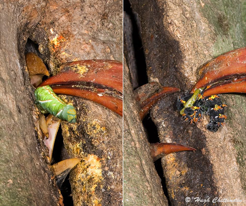 Both smooth skinned and &lsquo;hairy&rsquo; caterpillars were brought to the nest. 