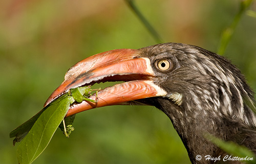 A wide range of grasshoppers, including Leaf Katydids are preyed upon.