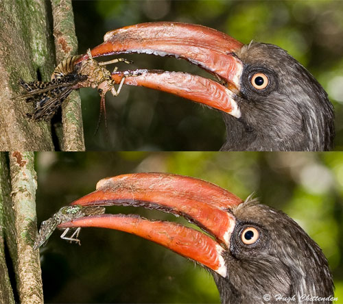 A Milkweed Locust (above) and Cicada prey below.